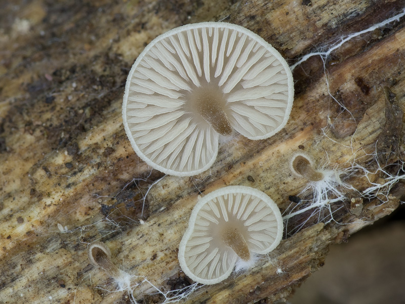 Entoloma byssisedum